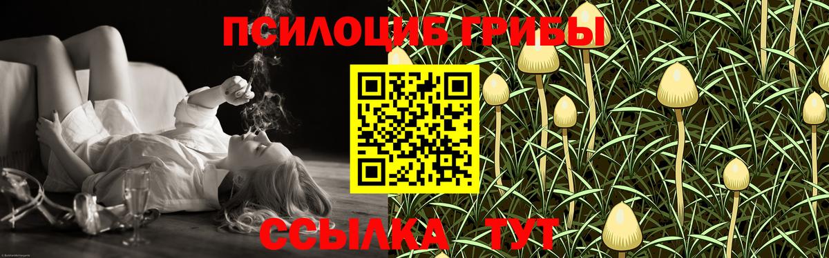 Псилоцибиновые грибы Psilocybine cubensis Казань