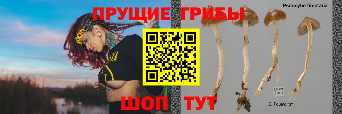 Казань  Псилоцибиновые грибы мицелий  Псилоцибиновые грибы ЛСД  Вход с VPN 